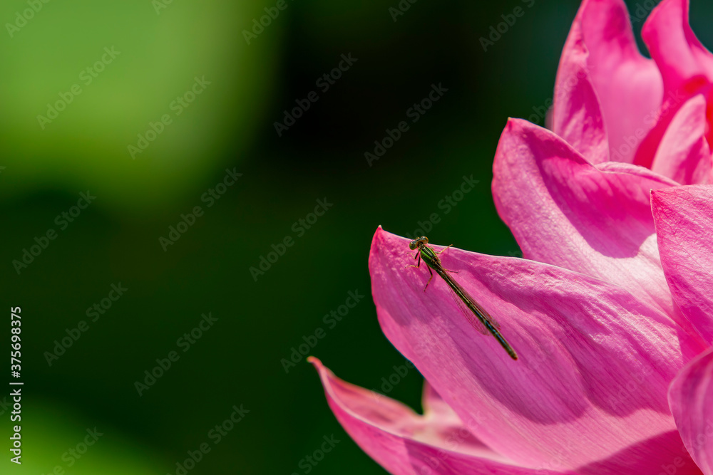 Close up shot of Narrow-winged damselflies on a lotus flower