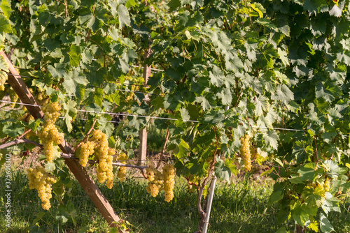 golden bunches of muscat grapes in a vineyard in the langhe, piedmont, italy, europe, 