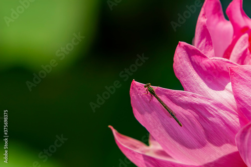 Close up shot of Narrow-winged damselflies on a lotus flower