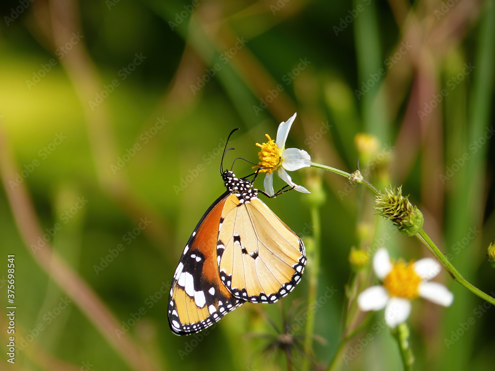 Close up shot of Danaus chrysippus butterfly Close up shot of Danaus chrysippus butterfly