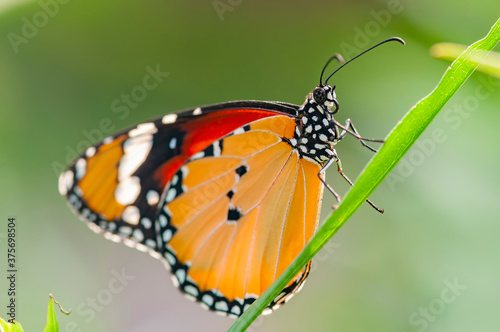 Close up shot of Danaus chrysippus butterfly © Kit Leong