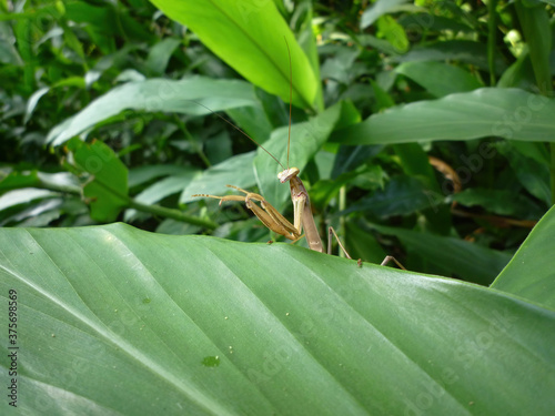 Close up shot of a Tenodera aridifolia on a leaf