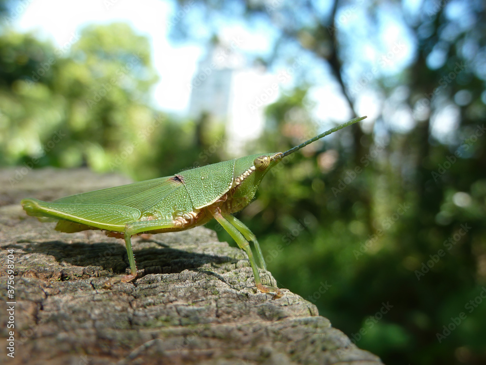 Close up shot of the grasshopper Close up shot of the grasshopper