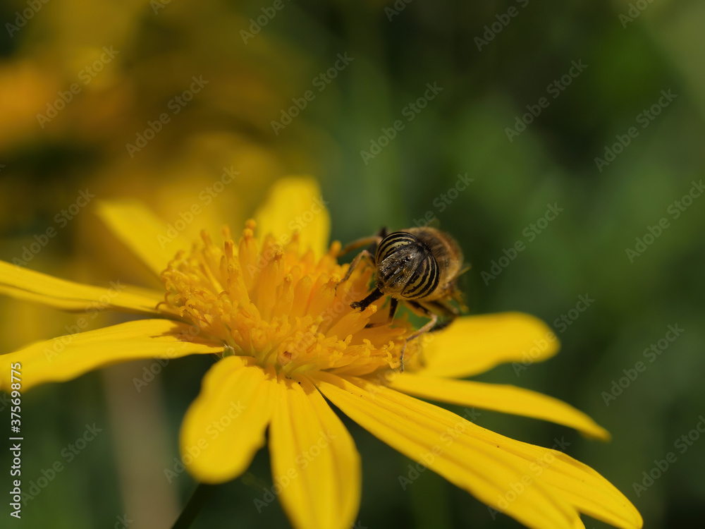 Close up shot of a Eristalinus taeniops on a flower Close up shot of a Eristalinus taeniops on a flower