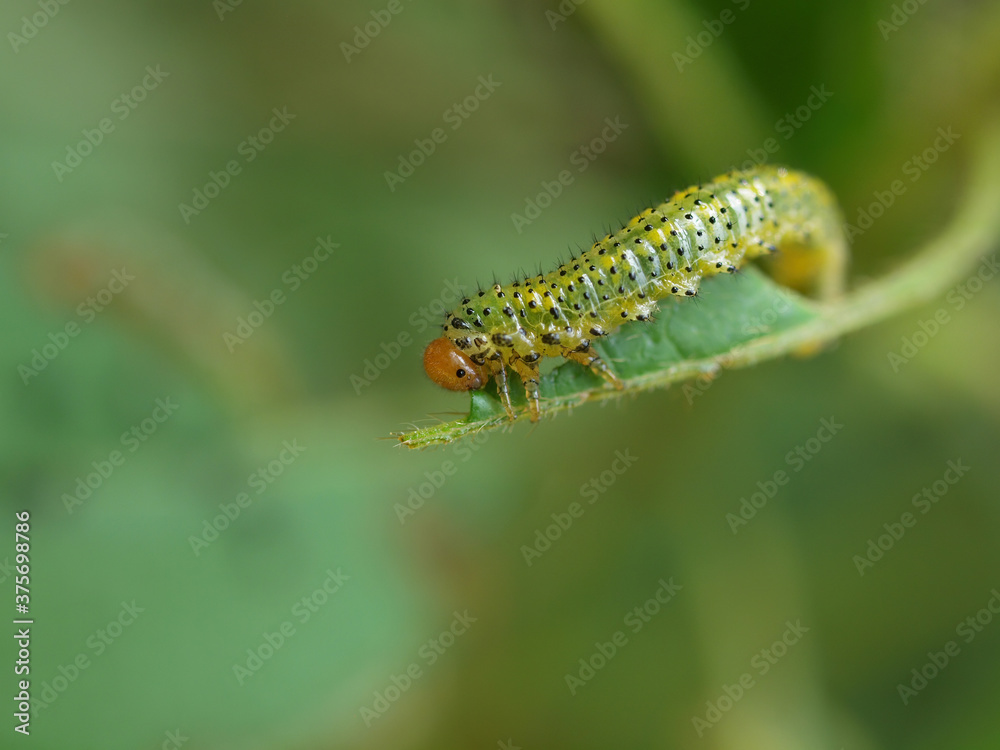 Close up shot of a Arge ochropus eating a leaf Close up shot of a Arge ochropus eating a leaf