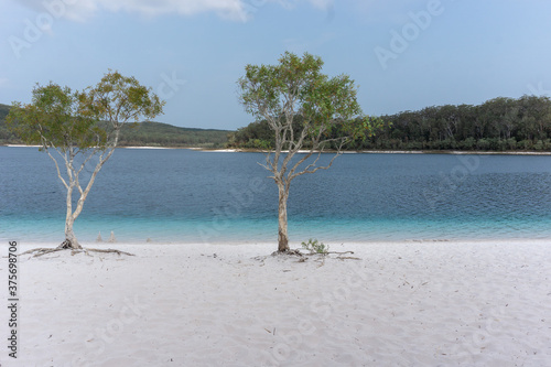 Fototapeta Naklejka Na Ścianę i Meble -  White sand beaches with trees on Fraser Island, Australia