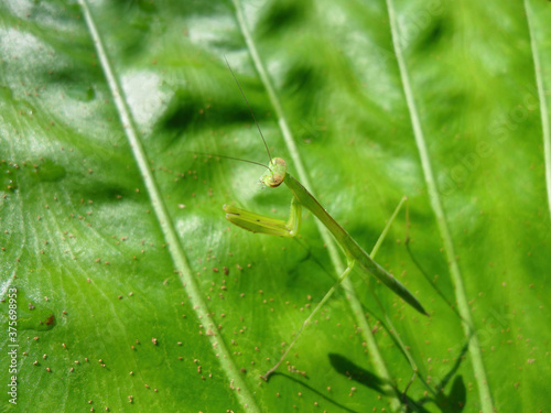Close up shot of a Tenodera aridifolia on a leaf photo