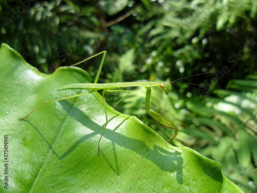 Close up shot of a Tenodera aridifolia on a leaf photo