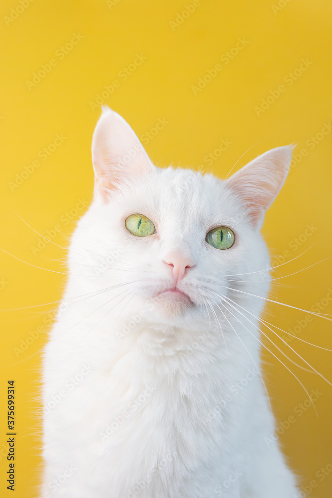 Portrait of a white cat with green eyes close-up on a yellow background. Cute funny pet.