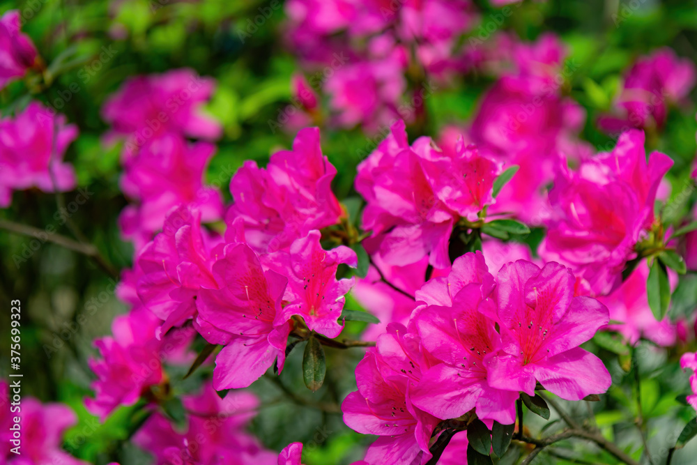 Close up shot of the beautiful Azalea blossom