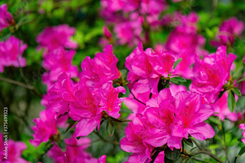 Close up shot of the beautiful Azalea blossom