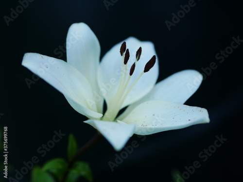 Close up of white lily flower against dark background
