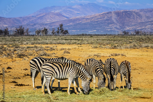 A herd of Zebras  Equus zebra zebra  in a meadow. South Africa. 