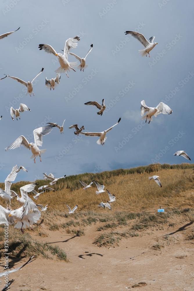 Flying seagulls at the North-sea coastline 5