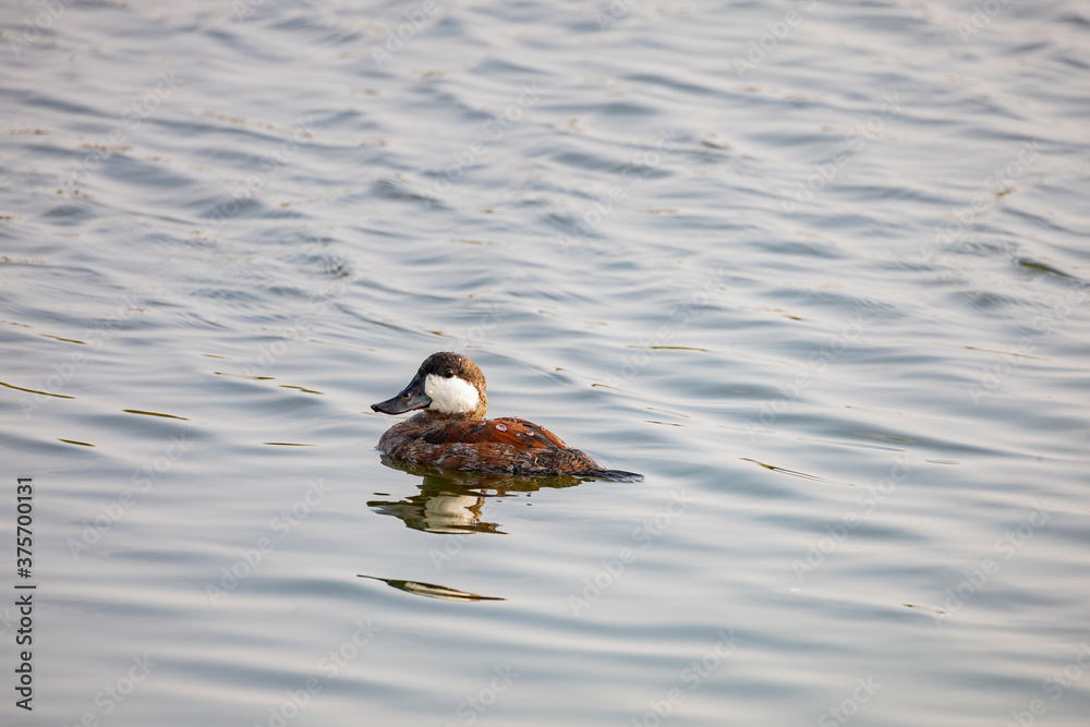 Close up shot of a Ruddy duck swimming in a pond