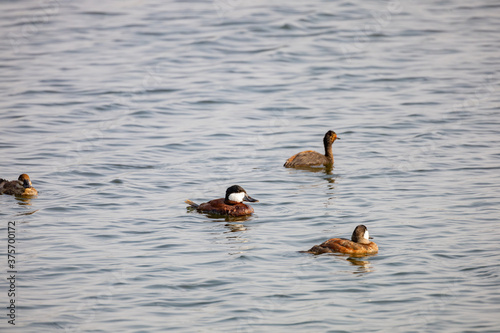 Close up shot of a Black-necked grebe and some ducks swimming in a pond