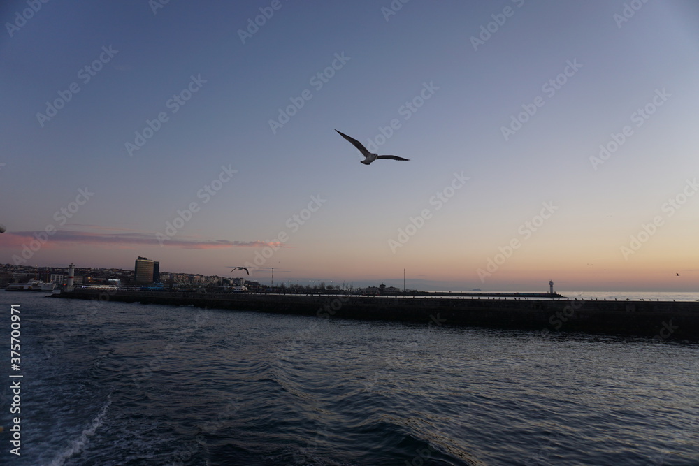 seagulls at sunset