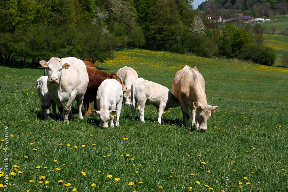Kälber und Muttertiere auf einer Bergweide in Thüringen. Schmalkalden, Thüringen, Deutschland, Europa
Kälber und Muttertiere auf einer Bergweide in Thüringen. Schmalkalden, Thüringen, Deutschland, Europa