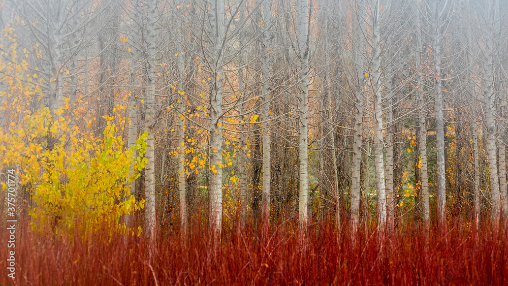 Autumn landscape of a field of poplars and red wicker