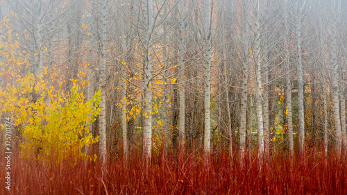 Autumn landscape of a field of poplars and red wicker