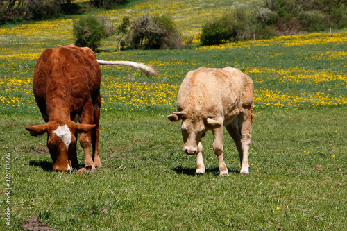 Deutsche Braunvieh und Simmentaler auf einer Bergweide. Schmalkalden, Thüringen, Deutschland, Europa
 photo