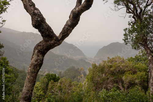 View from Caminho do Norte hiking trail, Madeira Island. Old tree trunk in the foregorund. Selective focus. 