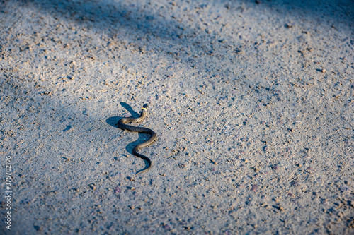 a black snake with a yellow stripe at the head does not cross the asphalt road