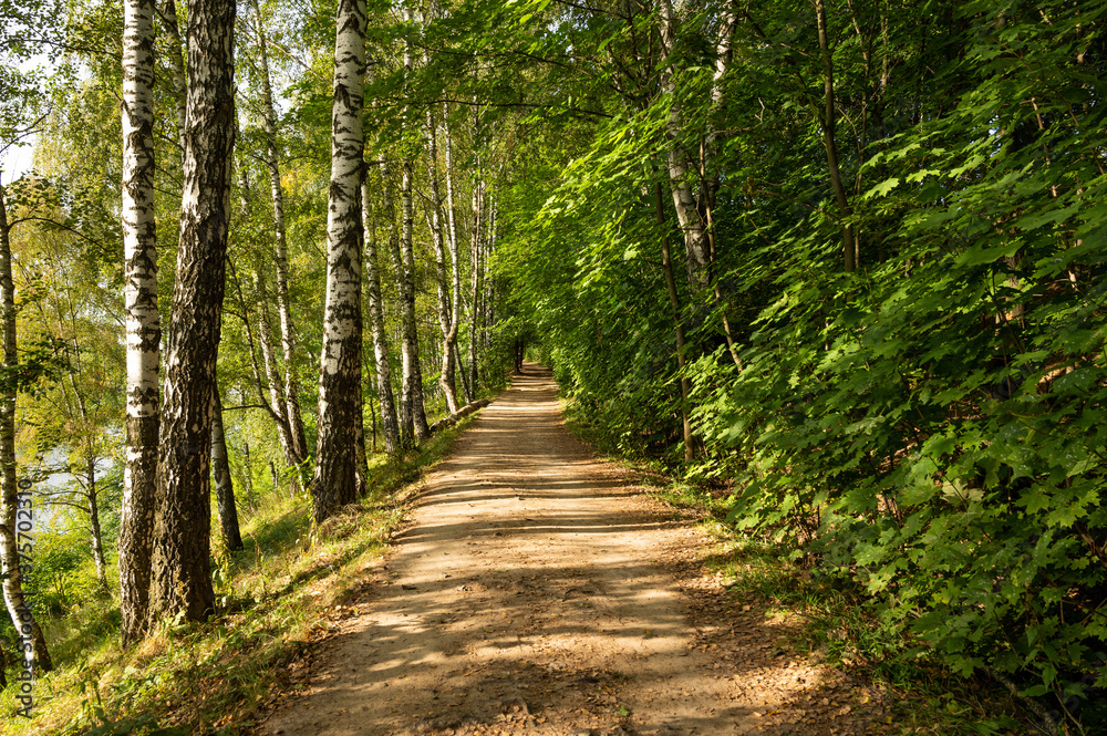 Fototapeta premium Sunny forest path between birches and maples