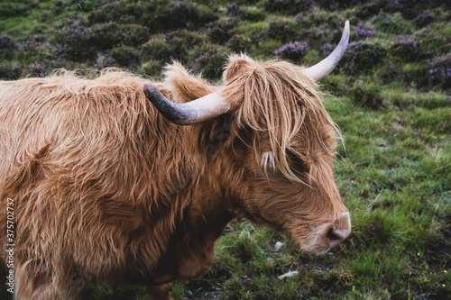 Highland Cow in Skye, Scotland