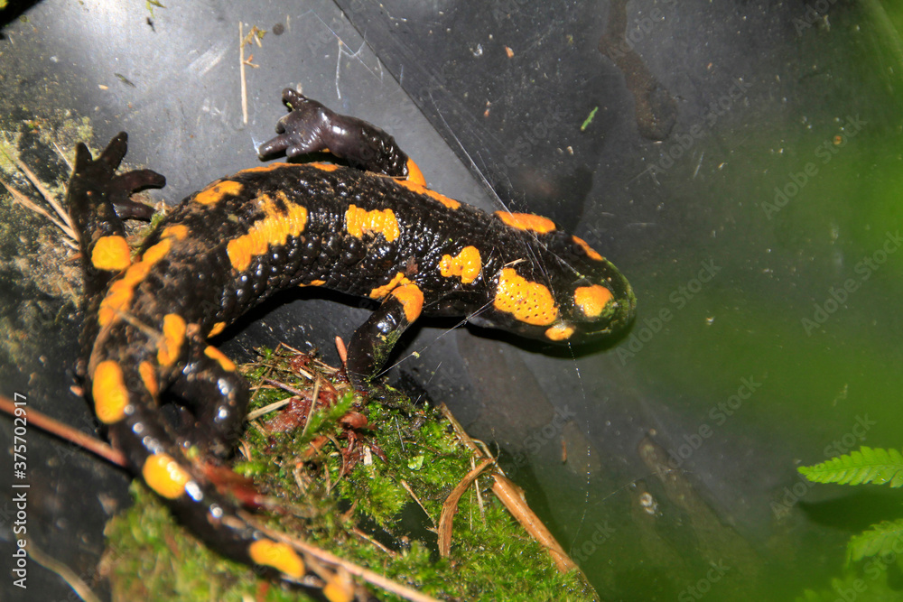 Der Feuersalamander steht unter Naturschutz. Salamandra salamandra, Kleinschmalkalden, Thüringen, Deutschland, Europa
Der Feuersalamander steht unter Naturschutz. Salamandra salamandra, Kleinschmalkalden, Thüringen, Deutschland, Europa
