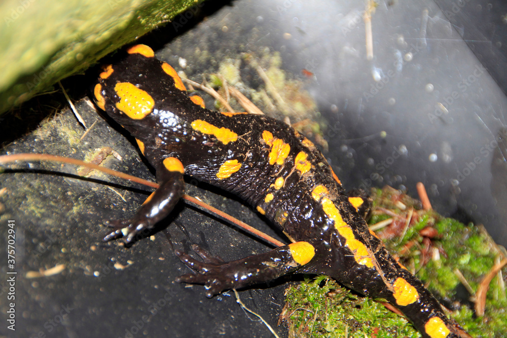 Obraz premium Der Feuersalamander steht unter Naturschutz. Salamandra salamandra, Kleinschmalkalden, Thüringen, Deutschland, Europa