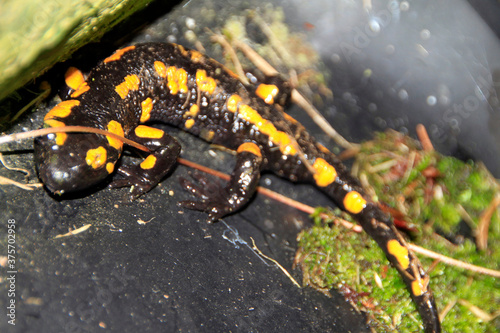 Der Feuersalamander steht unter Naturschutz. Salamandra salamandra, Kleinschmalkalden, Thüringen, Deutschland, Europa
