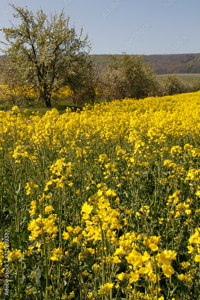 Raps, Rapsblüte, Raps, Brassica napus, Deutschland, Europa  --
Rape, rape flower, rapeseed, Brassica napus, Germany, Europe