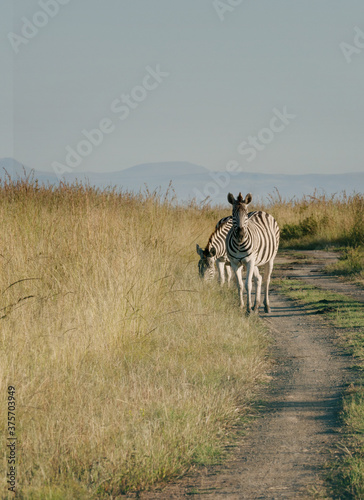 african safari, zebra on the road photo