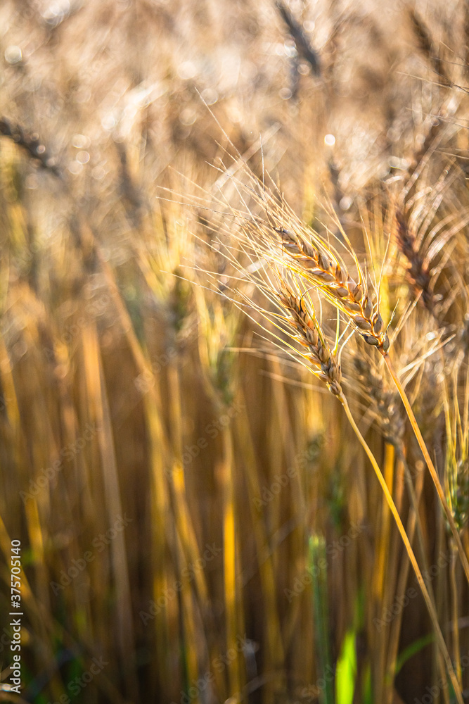 Golden Wheat III Golden Wheat III