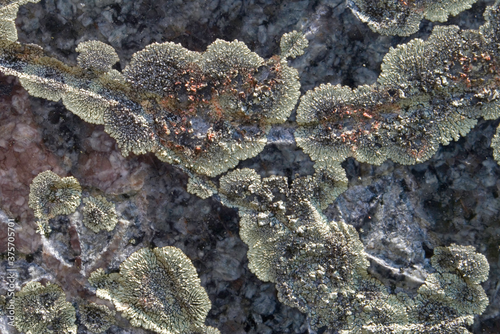 macro closeup of lichens etching into a tombstone macro closeup of lichens etching into a tombstone