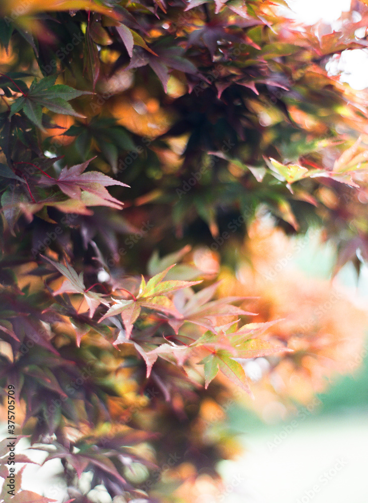 Close up of fall maple leaves in the morning light Close up of fall maple leaves in the morning light