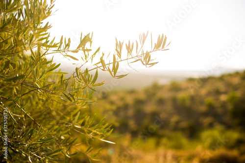 Arbol olivo con hojas verdes y aceitunas en la naturaleza con la luz del sol © Germán Llamas