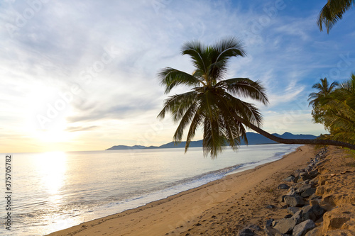 Hanging palm tree, Holloways Beach, Cairns, Queensland, Austr photo