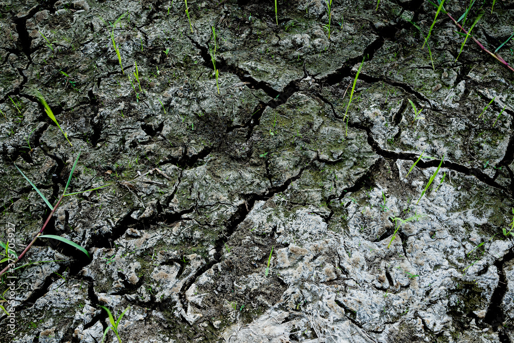 Green grass growing on cracked soil. Green grass growing on cracked soil.