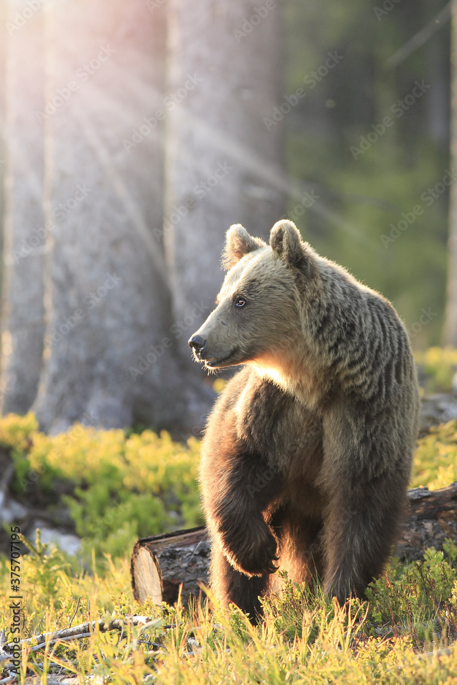 European brown bear ((Ursus arctos) walking in forest habitat. Wildliffe photography in the slovak country (Tatry) European brown bear ((Ursus arctos) walking in forest habitat. Wildliffe photography in the slovak country (Tatry)