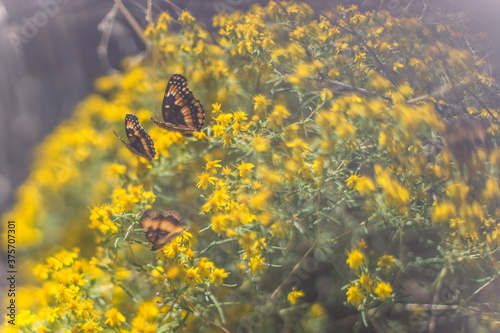 California Patch Butterfly on Yellow Arizona Brittlebrush Flowers photo