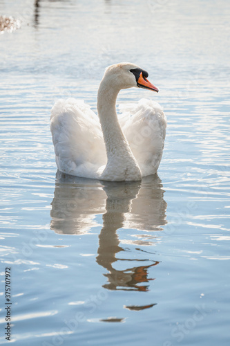 A single mute swans swimming on lake. Cygnus olor. photo