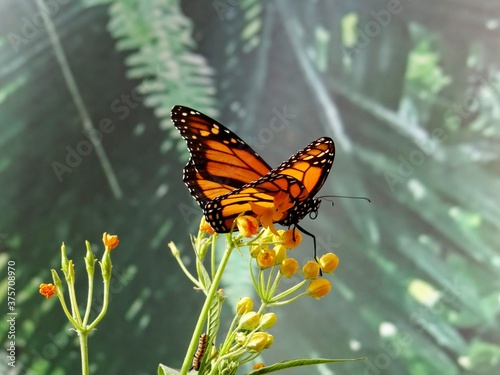 The monarch butterfly	 at Stratford Butterfly Farm, UK