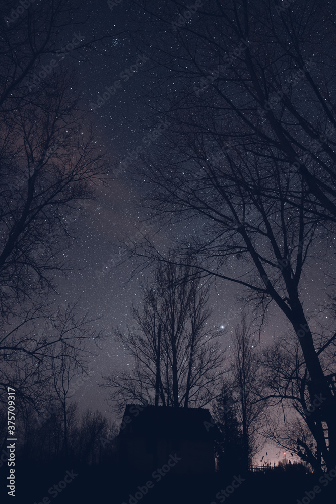 tree and house in the night tree and house in the night