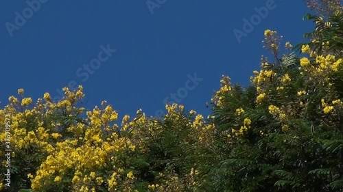 Flowering  yellow  trees against blue sky. Top of Brazilian fern tree (Schizolobium parahyba). photo