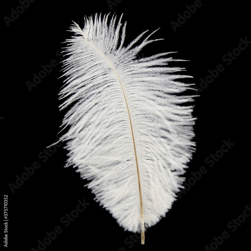 White fluffy ostrich feather on black background