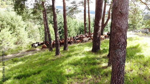 cabras 