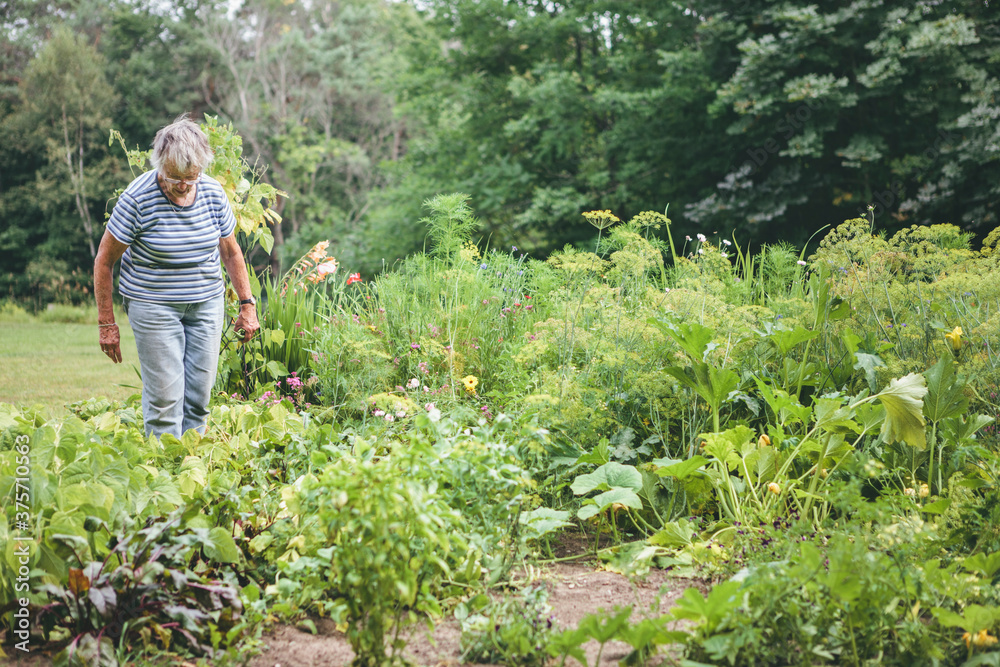 Senior Woman Picking Vegetables from her Rural Garden in Summer Senior Woman Picking Vegetables from her Rural Garden in Summer