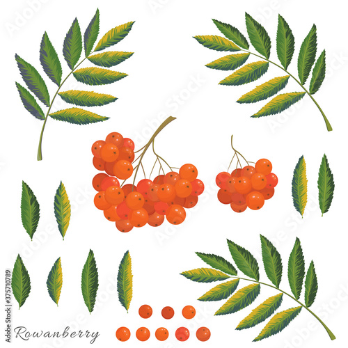 Vector autumn collection. Rowanberry plant details berries, leaves and branches on a white background
